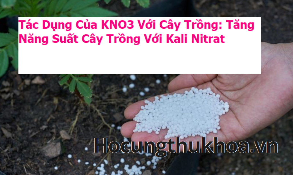tac-dung-cua-kno3-voi-cay-trong